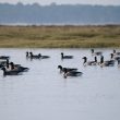 Bernaches cravants sur le Bassin d’Arcachon