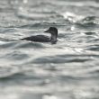 Plongeon imbrin à Zeebruges