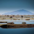 Voyage ornithologique dans le centre-ouest de la Bolivie en septembre 2007