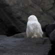 Harfang des neiges de Zeebruges assoupi