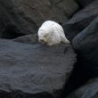 Harfang des neiges de Zeebruges faisant sa toilette