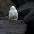 Harfang des neiges de Zeebruges assoupi