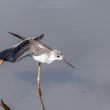 Echasse blanche juvénile