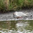 Mouette rieuse avec un poisson