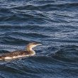 Plongeon arctique juvénile