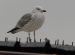 Goéland pontique | Larus cachinnans | Caspian Gull