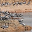 Observer les Grues demoiselles à Kheechan (Inde)