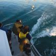 Observer les oiseaux marins et la faune pélagique au large des côtes du sud de la France