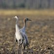 Grues cendrées adulte et juvénile dans les champs de maïs labourés