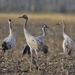 Grues cendrées en famille dans les champs de maïs labourés