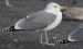 Goéland pontique | Larus cachinnans | Caspian Gull