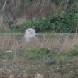 Harfang des neiges femelle en Charente-Maritime