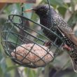 Gourmand en plein hiver