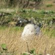 Harfang des neiges femelle en Charente-Maritime