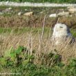 Harfang des neiges femelle en Charente-Maritime