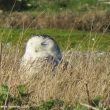 Harfang des neiges femelle en Charente-Maritime