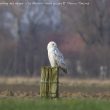 Un Harfang des neiges au Maisnil (Nord)