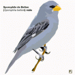 Description d’une nouvelle espèce d’oiseau au Brésil, le Sporophile de Belton