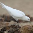 La Mouette blanche, le Dodo du 21ème siècle ?