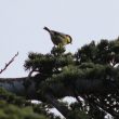 Mésange noire de la sous-espèce ledouci