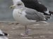 Goéland argenté | Larus argentatus | European Herring Gull