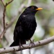 Les Britanniques n’arrivent généralement pas à identifier les chants des oiseaux