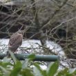 Un rapace dans mon jardin de ville