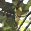 Échec d’une expédition pour trouver le Bulbul du Liberia