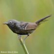 Description officielle d’une nouvelle espèce d’oiseau au Brésil, le Grisin de São Paulo