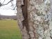 Grimpereau des bois | Certhia familiaris | Eurasian Treecreeper