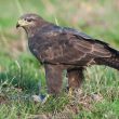 Buse variable