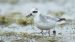 Phalarope à bec large | Phalaropus fulicarius | Red Phalarope