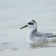 Phalarope à bec large dans les Yvelines