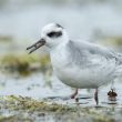 Phalarope à bec large dans les Yvelines