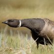 Bernaches nichant près des harfangs : ni trop près, ni trop loin !