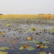 Le marais du Bangweulu, le domaine du Bec-en-sabot