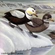 L’Eider du Labrador était-il en fait un hybride entre les Eiders à duvet et de Steller ?