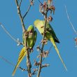 Couple de Perruches à collier dégustant des bourgeons de Peuplier blanc