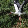 Cigogne blanche