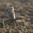 Hibou des marais en hivernage