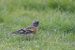 Pinson du Nord | Fringilla montifringilla | Brambling