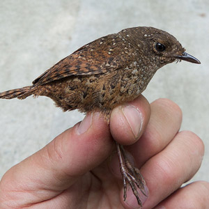 Reconnaissance d’une nouvelle famille d’oiseaux