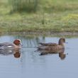 Canards siffleurs