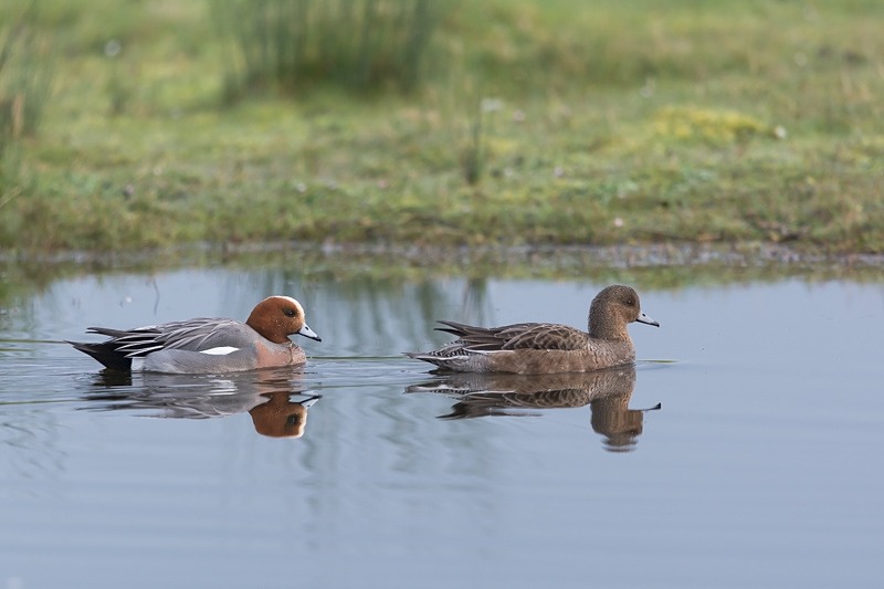 Canards siffleurs