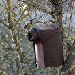 Mésange charbonnière préparant son nid