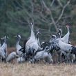 Observer les Grues cendrées dans la réserve nationale de chasse  d’Arjuzanx