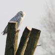 Harfang des neiges au Maisnil (Nord)