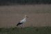 Cigogne blanche | Ciconia ciconia | White Stork