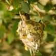 Colibri d’Allen sur son nid