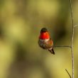 Colibri d’Allen au petit matin